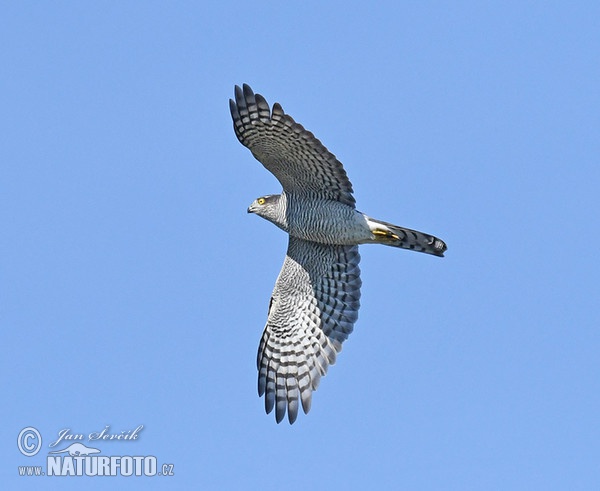 Sparrowhawk (Accipiter nisus)