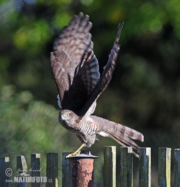 Sparrowhawk (Accipiter nisus)