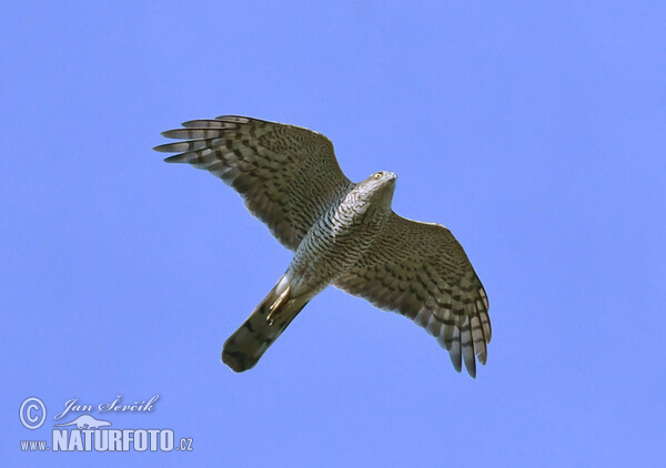 Sperwer roofvogel