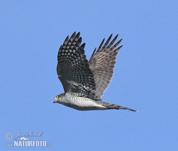 Sperwer roofvogel