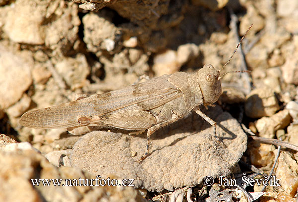 Sphingonotus crevellarii