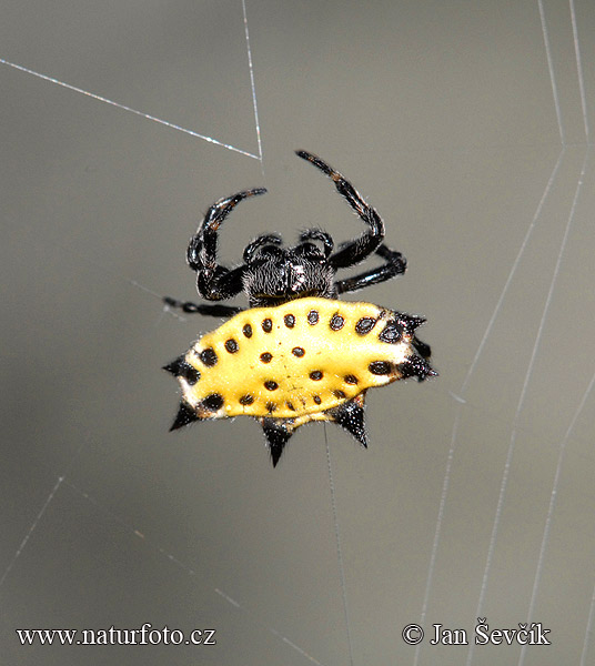 Spider (Gasteracantha cancriformis)