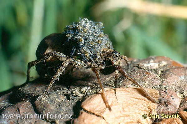 Spider Immature (Pardosa sp)