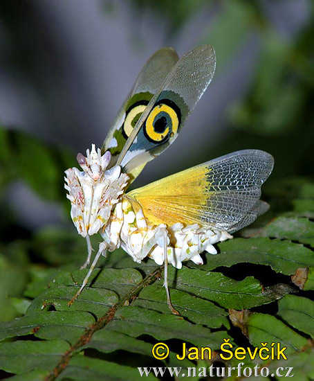 Spiny Flower Praying (Pseudocreobotra wahlbergii)