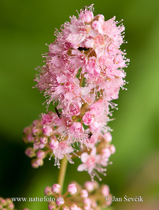 Spirea con foglie di Salice