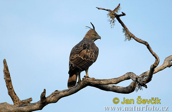 Spizaetus cirrhatus