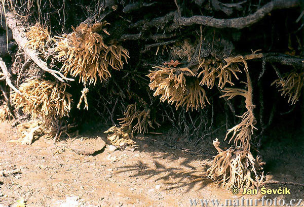 Spongilla lacustris