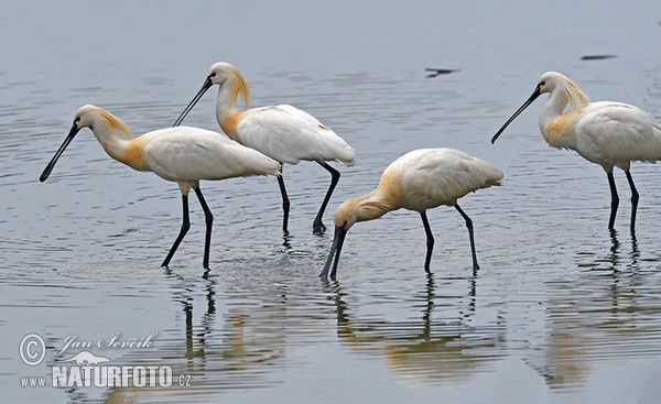 Spoonbill (Platalea leucorodia)