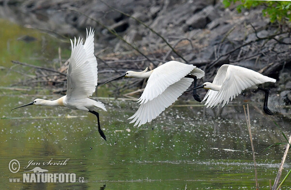 Spoonbill (Platalea leucorodia)