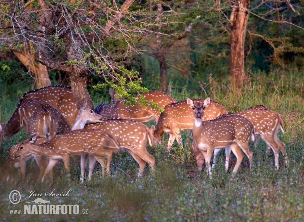 Spotted Deer (Axis axis)