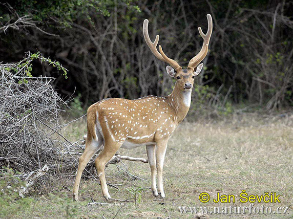 Spotted Deer (Axis axis)