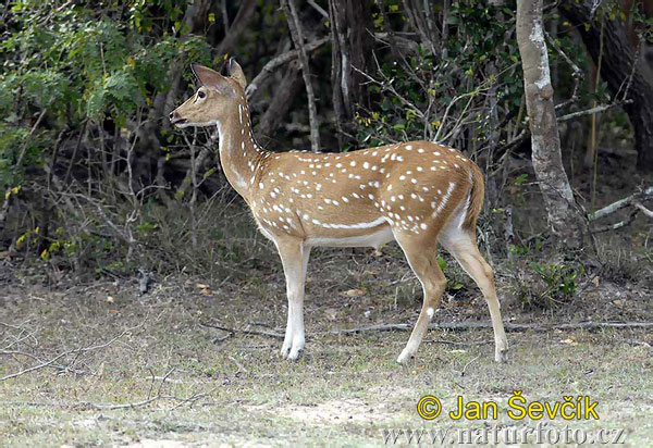 Spotted Deer (Axis axis)