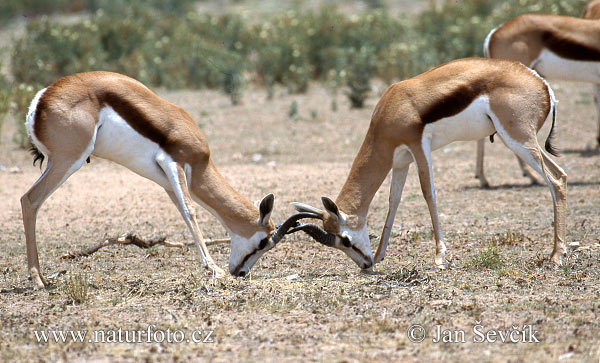 Springbuck Springbock