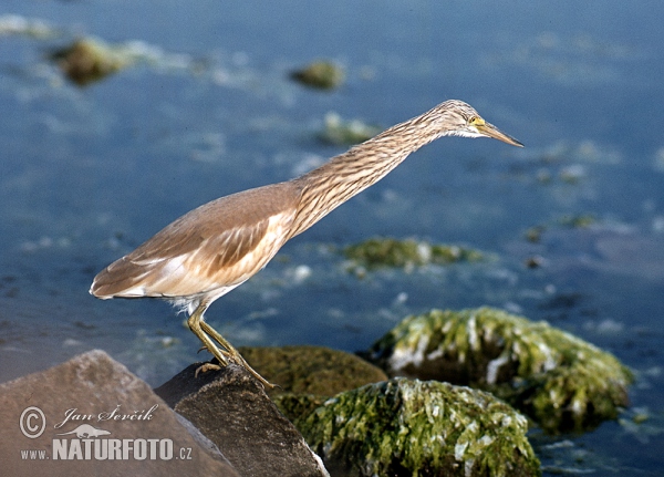 Squacco Heron (Ardeola ralloides)