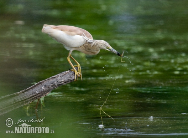 Squacco Heron (Ardeola ralloides)