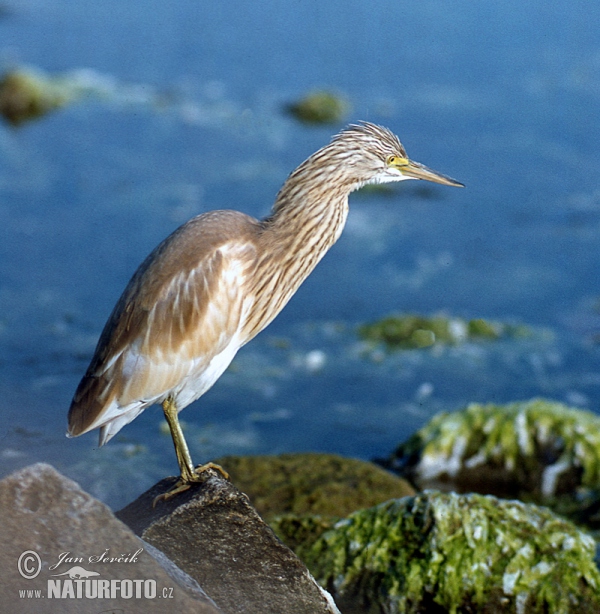 Squacco Heron (Ardeola ralloides)