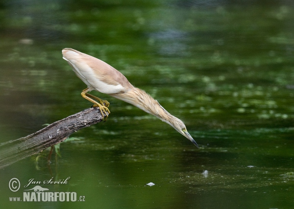 Squacco Heron (Ardeola ralloides)