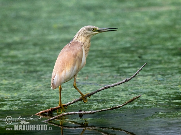 Squacco Heron (Ardeola ralloides)