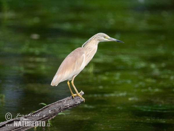 Squacco Heron (Ardeola ralloides)