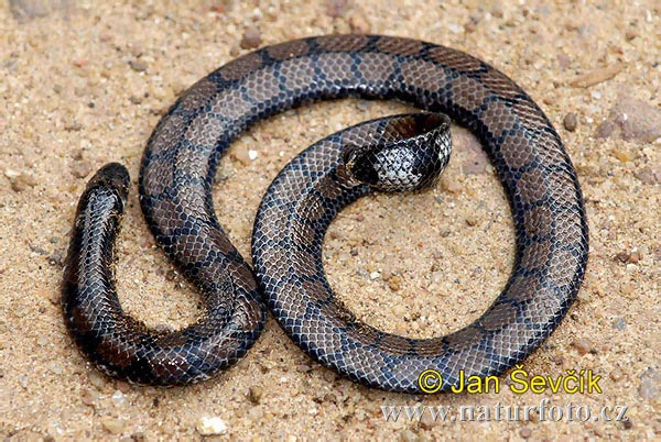 Sri Lankan Pipe Snake (Cylindrophis maculatus)