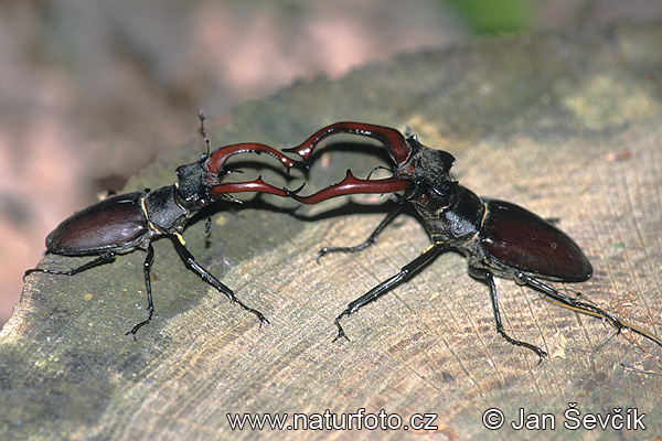 [Image: stag-beetle--lucanus_cervus.jpg]