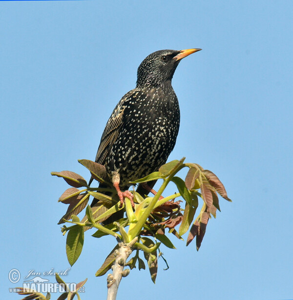 Starling (Sturnus vulgaris)