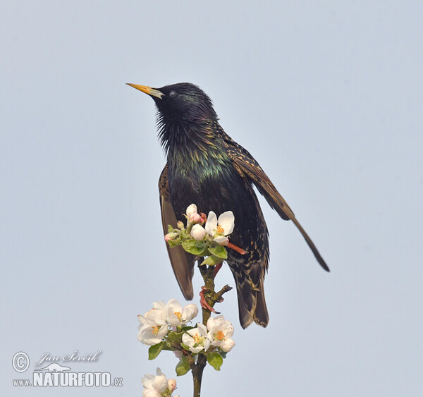 Starling (Sturnus vulgaris)