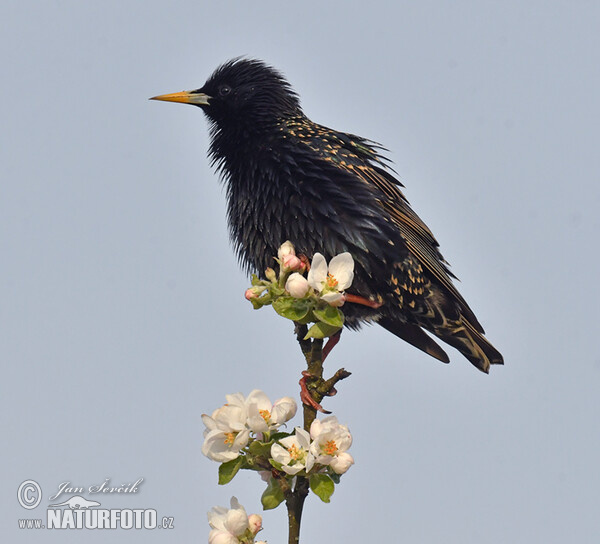 Starling (Sturnus vulgaris)