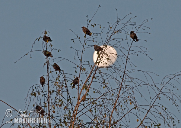 Starling (Sturnus vulgaris)