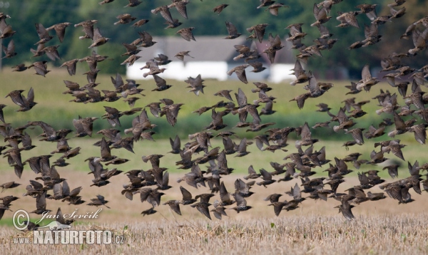 Starling (Sturnus vulgaris)