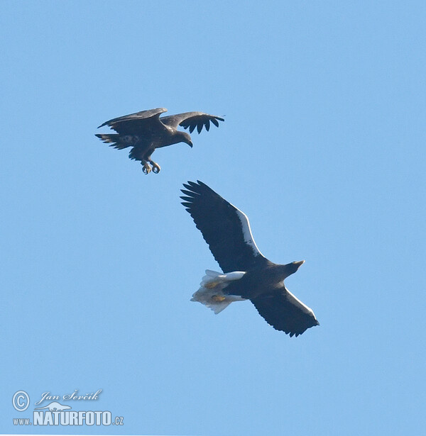 Steller's Sea Eagle, White tailed Eagle (Haliaeetus pelagicus, H.albicilla)