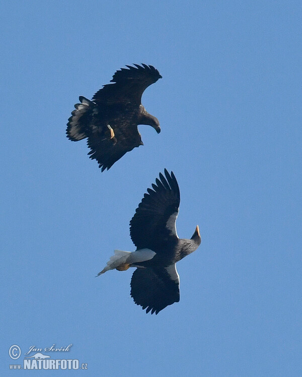 Steller's Sea Eagle, White tailed Eagle (Haliaeetus pelagicus, H.albicilla)