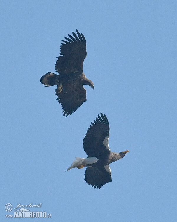 Steller's Sea Eagle, White tailed Eagle (Haliaeetus pelagicus, H.albicilla)