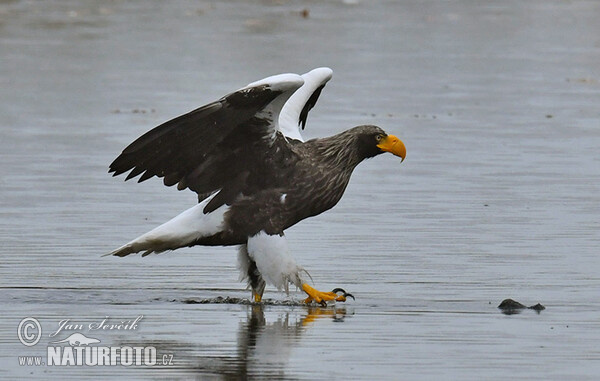 Steller's Sea Eagle (Haliaeetus pelagicus)