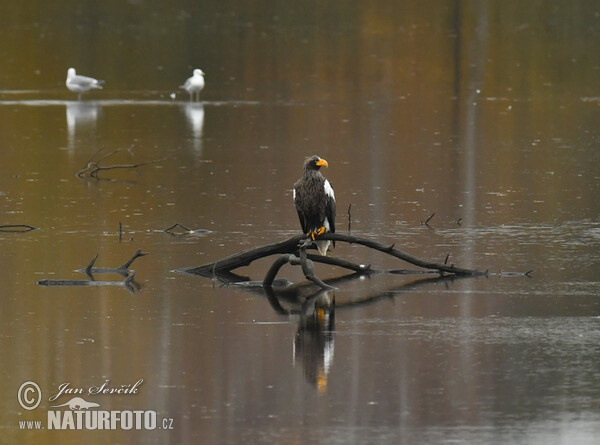 Steller's Sea Eagle (Haliaeetus pelagicus)