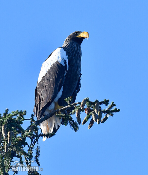 Steller's Sea Eagle (Haliaeetus pelagicus)