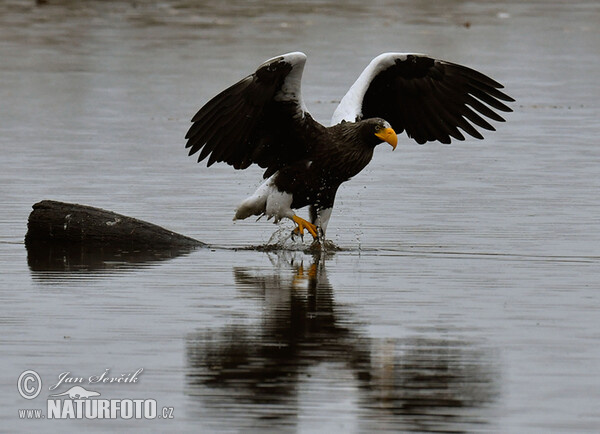 Steller's Sea Eagle (Haliaeetus pelagicus)