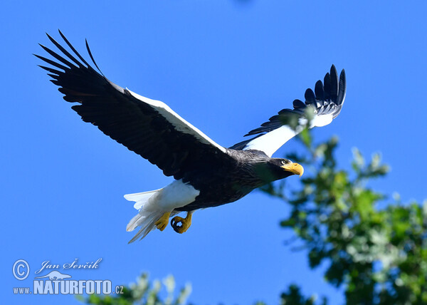 Steller's Sea Eagle (Haliaeetus pelagicus)