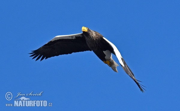 Steller's Sea Eagle (Haliaeetus pelagicus)