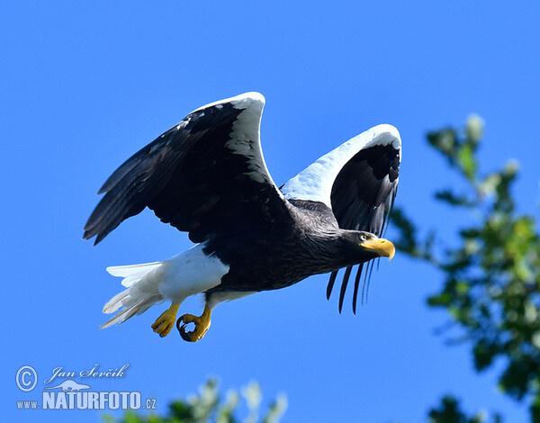 Steller's Sea Eagle (Haliaeetus pelagicus)