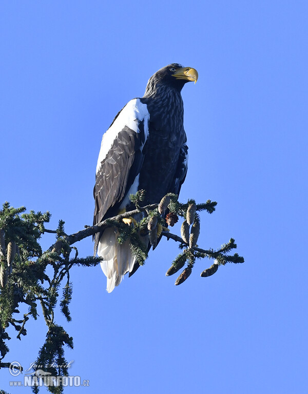 Steller's Sea Eagle (Haliaeetus pelagicus)