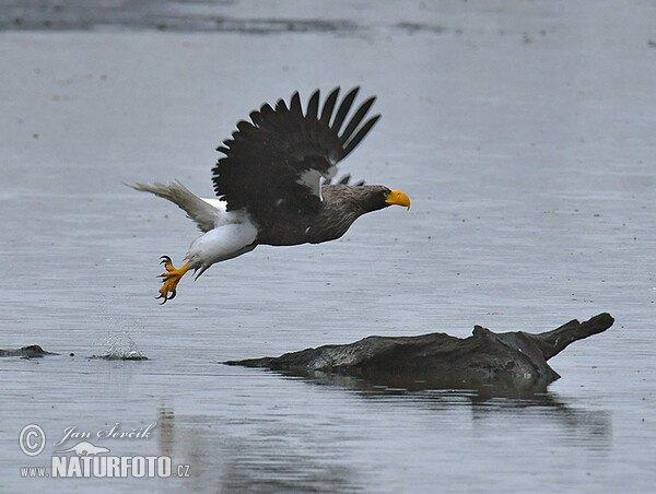 Steller's Sea Eagle (Haliaeetus pelagicus)