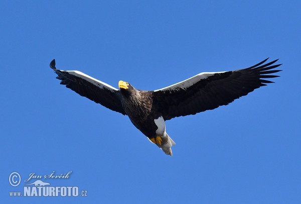 Steller's Sea Eagle (Haliaeetus pelagicus)