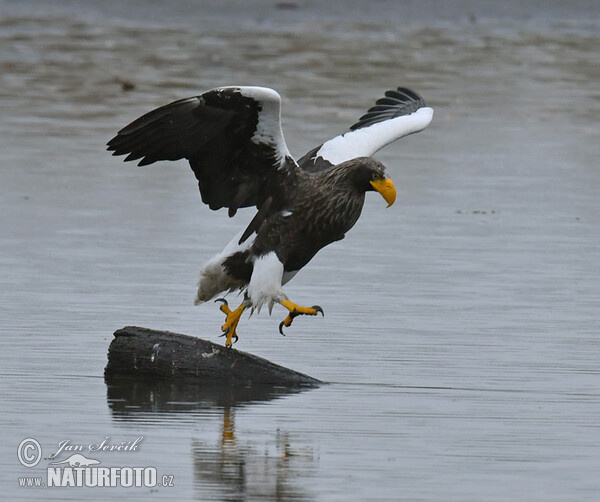 Steller's Sea Eagle (Haliaeetus pelagicus)