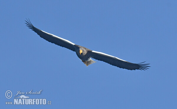 Steller's Sea Eagle (Haliaeetus pelagicus)