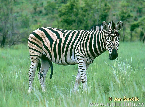 Stepinis zebras