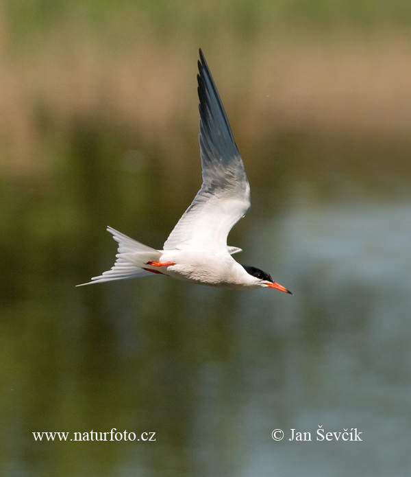 Sterna hirundo