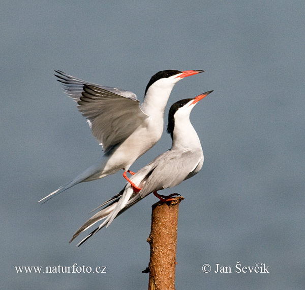 Sterna hirundo