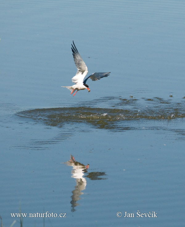 Sterna hirundo