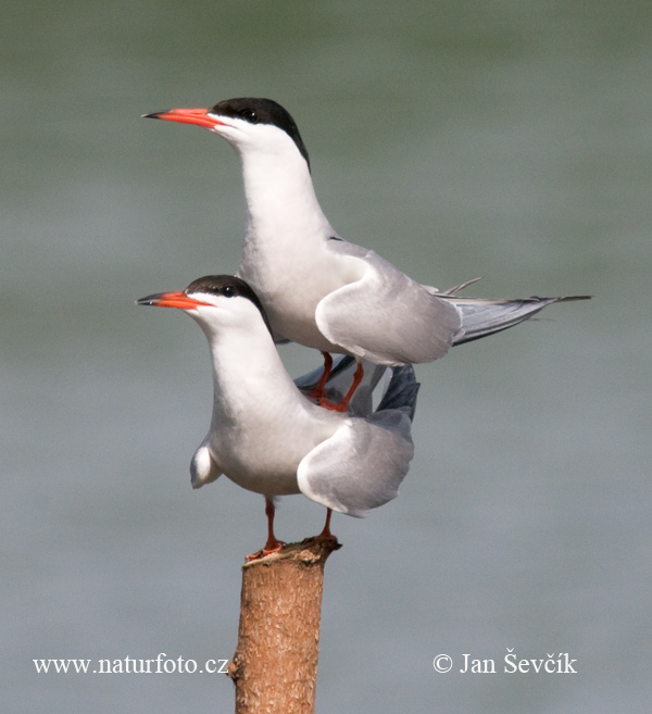 Sterna hirundo